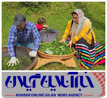 تاکنون ۱۳ میلیارد تومان به حساب چایکاران واریز شده و خرید در ۳۰ کارخانه چایسازی ادامه دارد