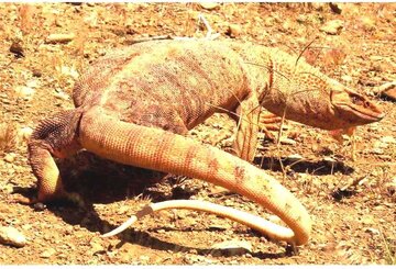 ثبت بزمجه زاگرسی در استان چهارمحال‌ و بختیاری