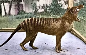 جانور منقرضشده به طبیعت باز میگردد/ ژنوم کامل ببر تاسمانی رمزگشایی شد!