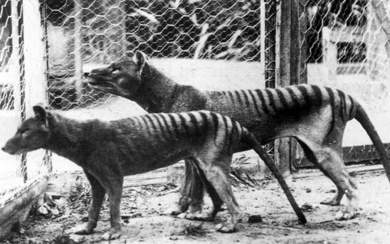 جانور منقرضشده به طبیعت باز میگردد/ ژنوم کامل ببر تاسمانی رمزگشایی شد!