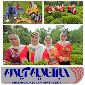 خرید ۳۴ هزار تُن برگ سبز چای از چایکاران شمال کشور