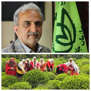 خرید ۴۵ هزار تُن برگ سبز چای از بهره برداران شمال کشور