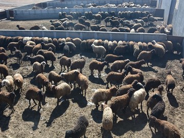 خشکسالی در کمین تولید گوشت قرمز / واردات دام افغانستانی به ایران