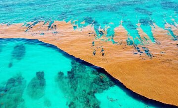 دریای اسرارآمیز بدون مرز با خشکی؛ با «سارگاسو» آشنا شوید