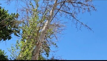 سایه «تبر» بر سر «چنار»های همسایه خانه «استاد کسایی»/درخواست مردم منطقه یک از «استاندار اصفهان»