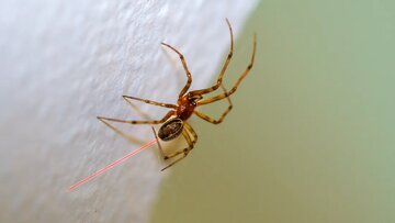 عنکبوت جهشیافته تار قرمز میتند / عکس