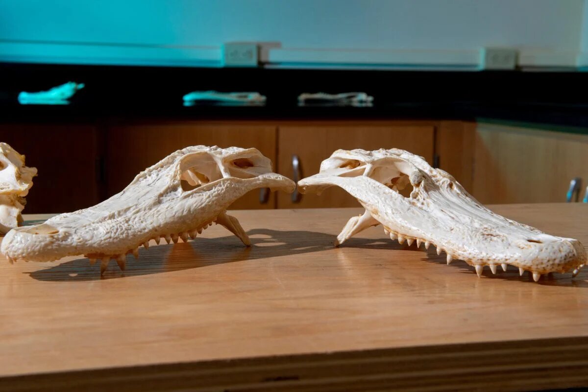 فسیلهای زنده/ راز بقای کروکودیلها در برابر رویدادهایی که دایناسورها را کشت!