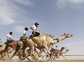 قلعه گنج میزبان مسابقه انتخابی تیم ملی شتردوانی