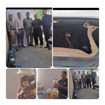 متخلفی که در فضای مجازی اقدام به خرید و فروش مار میکرد در شهرستان مریوان دستگیر شد