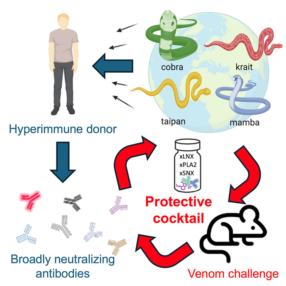 مردی که عاشق نیش خوردن است / طلاق به قیمت تولید پادزهر