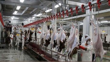 معاون دادستان خوزستان: پیمانکار جدید کشتارگاه دام اهواز در کمترین زمان مشخص شود