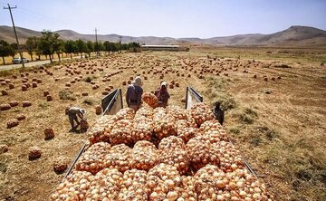 هزاران تن پیاز در دمای ۴۵ درجه جنوب کرمان دپو شد