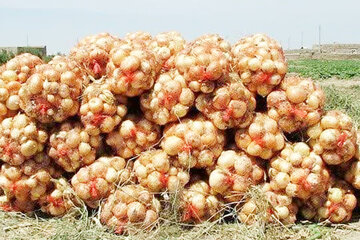 پرداخت مطالبات پیازکاران جنوب استان کرمان