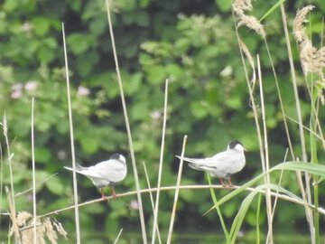 پیش قراولان پرندههای مهاجر مهمان آببندانهای املش