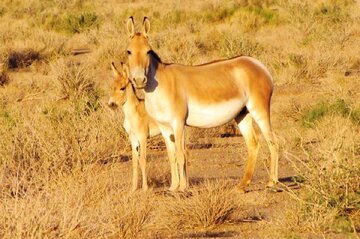 چهارمین گورخر آسیایی در گرمسار متولد شد