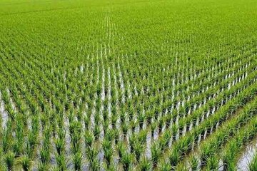 کاشت برنج در خوزستان ممنوع شد