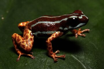 کشف گونهای جدید در آمازون: قورباغهای ریز با پاهای طلایی و رفتار فرزندپروری عجیب