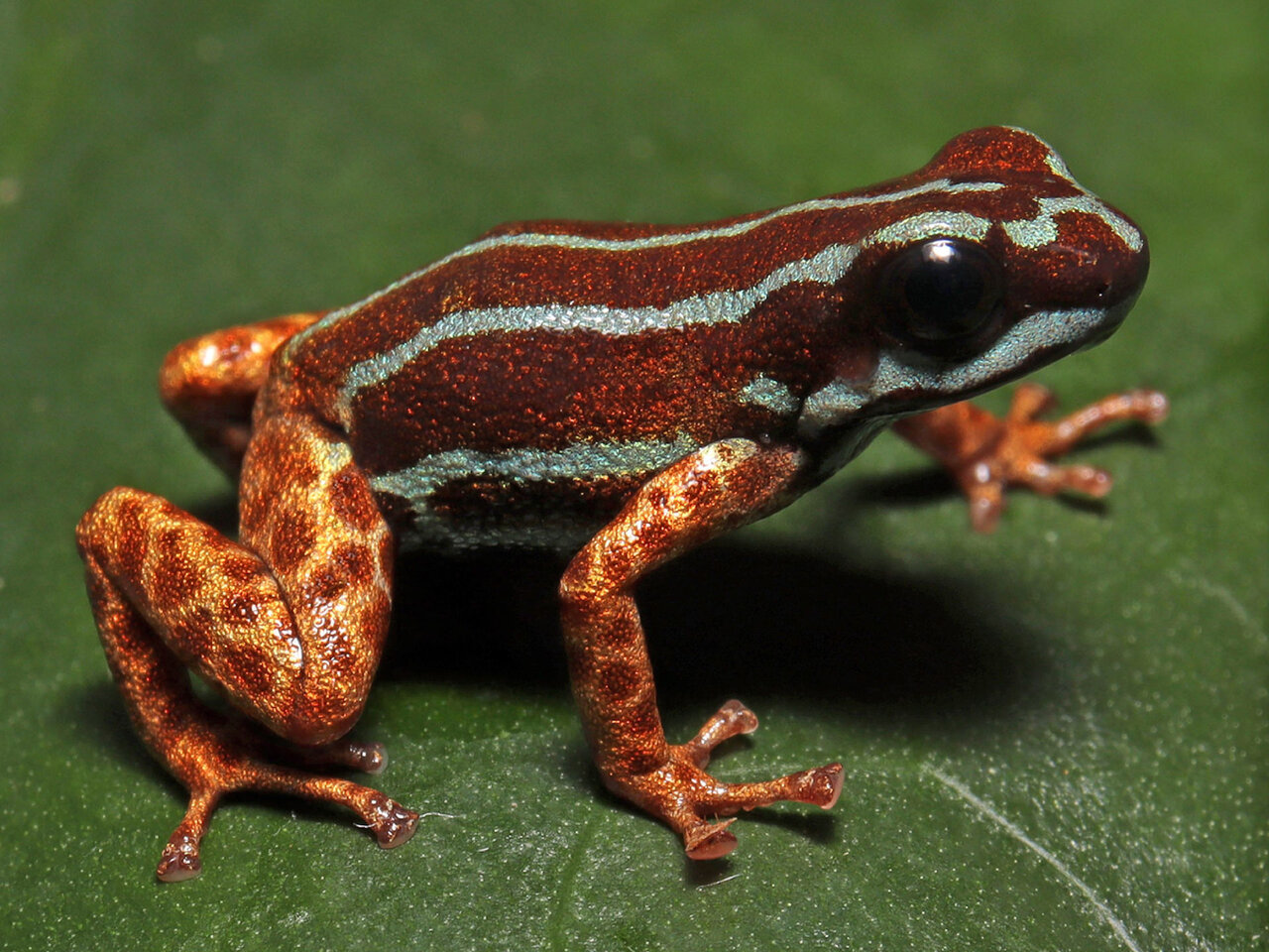 کشف گونهای جدید در آمازون: قورباغهای ریز با پاهای طلایی و رفتار فرزندپروری عجیب