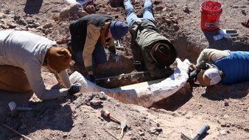 کنده درخت، گنج ۱۲ هزار ساله بود