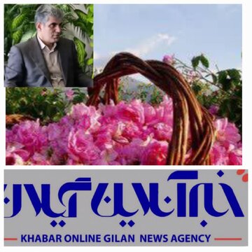 گیلان ۱۳۰ هکتار سطح زیر کشت گل محمدی دارد