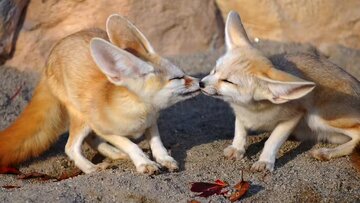 ۱۰ حیوان بیابانی فوقالعاده که در صحرای داغ زنده ماندهاند!