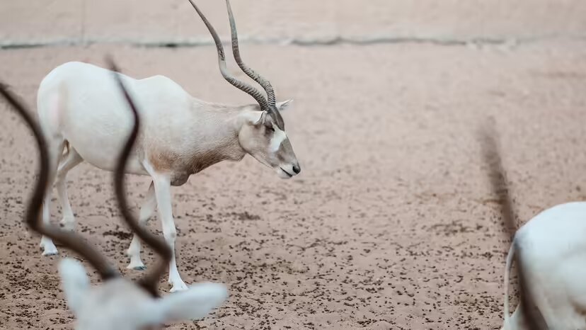 ۱۰ حیوان بیابانی فوقالعاده که در صحرای داغ زنده ماندهاند!