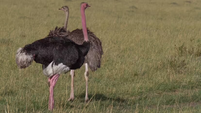 ۱۰ حیوان بیابانی فوقالعاده که در صحرای داغ زنده ماندهاند!