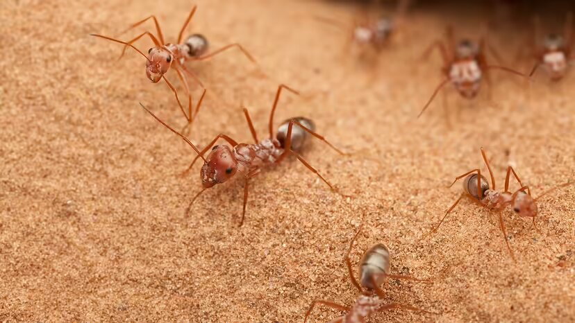 ۱۰ حیوان بیابانی فوقالعاده که در صحرای داغ زنده ماندهاند!