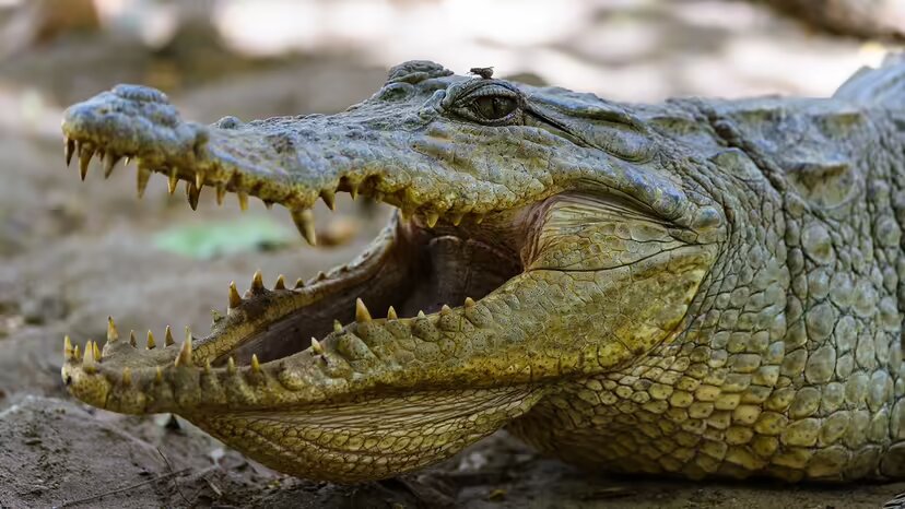 ۱۰ حیوان بیابانی فوقالعاده که در صحرای داغ زنده ماندهاند!