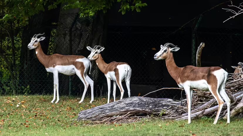 ۱۰ حیوان بیابانی فوقالعاده که در صحرای داغ زنده ماندهاند!