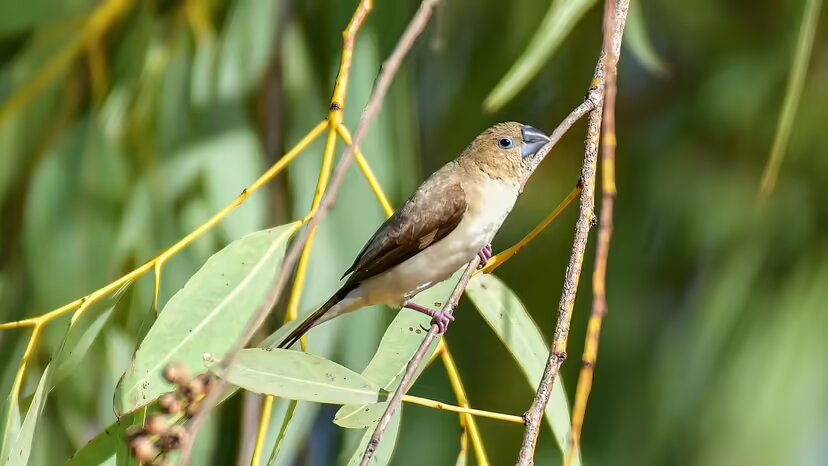 ۱۰ حیوان بیابانی فوقالعاده که در صحرای داغ زنده ماندهاند!