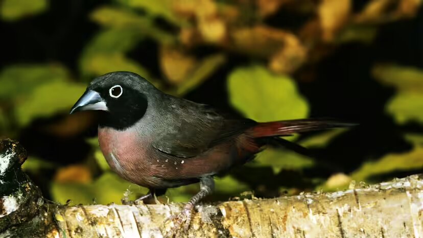 ۱۰ حیوان بیابانی فوقالعاده که در صحرای داغ زنده ماندهاند!