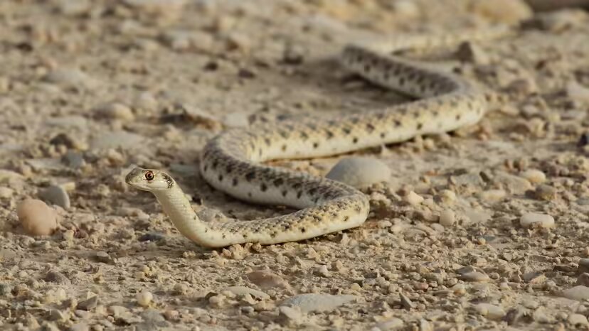 ۱۰ حیوان بیابانی فوقالعاده که در صحرای داغ زنده ماندهاند!
