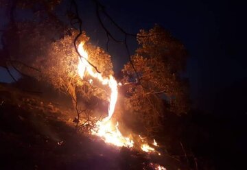 ۳۰ عامل آتش سوزی در جنگل‌های فارس شناسایی و ۵ نفر دستگیر شده اند