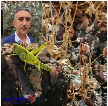 آغاز مبارزه با ملخ مراکشی در سطح ۱۱۰۴ هکتار از اراضی رودبار