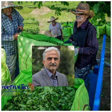 آغاز چین دوم برگ سبز چای ؛ ۵۰ درصد مطالبات پرداخت شد