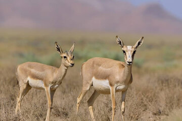 بازگشت آهوها به دشت‌های زنجان؛ طبیعت هنوز زنده است