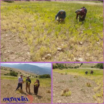 برداشت محصول عدس درشهرستان املش