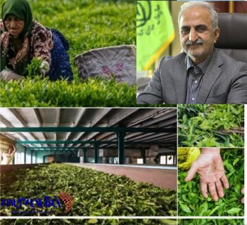 بیش از ۶۰ درصد مطالبات چایکاران شمال کشور پرداخت شد