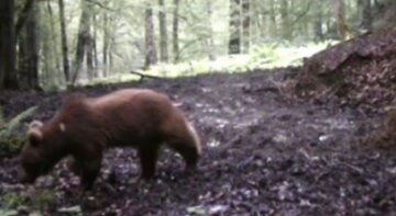 ثبت تصاویر زیبایی از دو خرس قهوه‌ای در جنگل‌های لنگرود