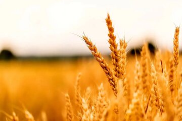 خبر جدید درباره پرداخت مطالبات گندمکاران/ این خبر را گندمکاران بخوانند
