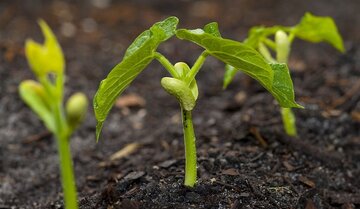 زنجان؛ بازیگر اصلی تولید حبوبات و زیتون در کشور