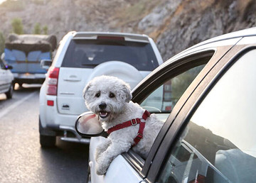 سگگردانی در کرمان ممنوع شد