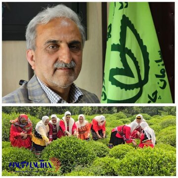 صادرات ۳ هزار تُن چای ایرانی؛ سه میلیون و هفتصد هزار دلار وارد کشور شد