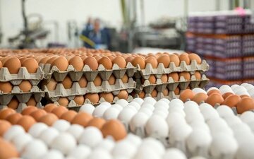 قیمت جدید تخممرغ اعلام شد/ جزییات