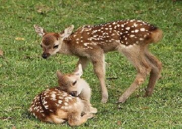 مشاهده نوزاد گوزن زرد ایرانی در سایت فندقلوی نمین