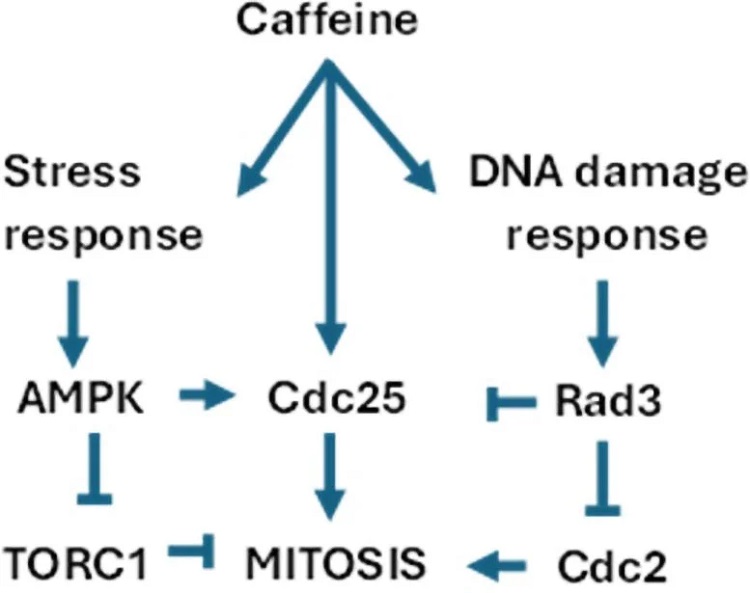 کافئین، کلیدی نوین برای کند کردن پیری با روشن کردن سوئیچ انرژی سلولها