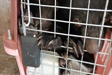 کشف توله خرسهای قاچاق در مسیر انتقال از «نایین»