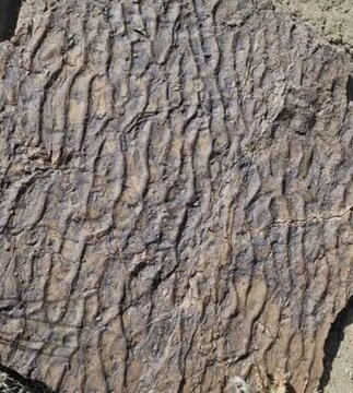 کشف جدید از رد پای دایناسورها در زرند