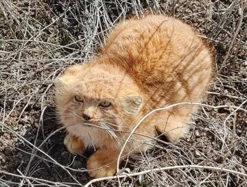 گربه پالاس در منطقه گوغر بافت کرمان مشاهده شد